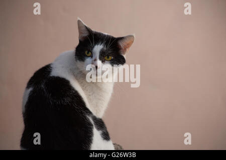 Schwarzweiss-Katze mit gelben Augen Stockfoto