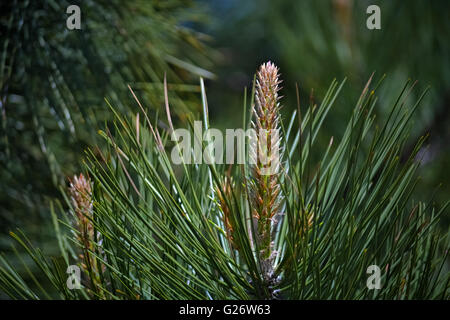 Nahaufnahme von grünen Blättern einer Tanne in einem Frühlingstag Stockfoto