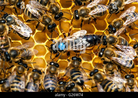 Königin der Honigbiene, markiert und umgeben von Arbeiterbienen APIs mellifera Stockfoto