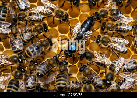 Bienenkönigin, markiert und umgeben von Arbeitsbienen Stockfoto