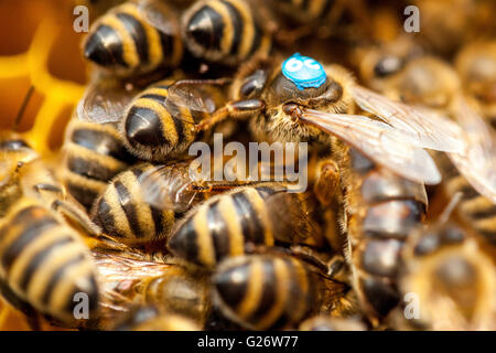 APIs mellifera Queen Biene, markiert und umgeben von Arbeiterbienen Bienenstock Stockfoto