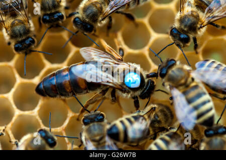 Honigbienen-Königin, markiert und umgeben von Arbeiterinnen APIs mellifera Bienenvolk-Königin Stockfoto