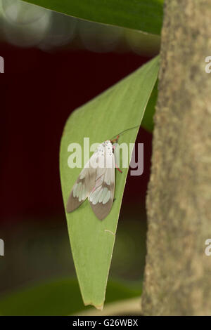 Unbekannter tag Motte. chorla Ghats mhadei Wildlife Sanctuary Goa Stockfoto