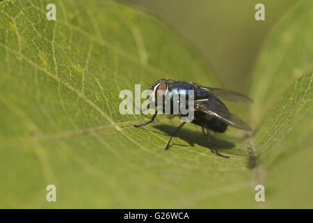 Wald roten Augen fliegen von Chorla Ghats Goa Stockfoto