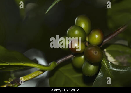 Rohkaffee Obst an einem Kaffeestrauch in Vang Vieng. Stockfoto