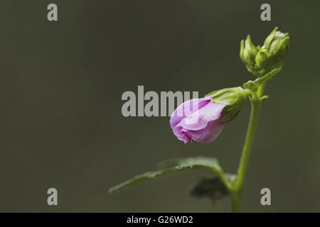 Frischer Hibiskus Knospe an Kuveshi Dorf Kali Tiger Reserve Stockfoto