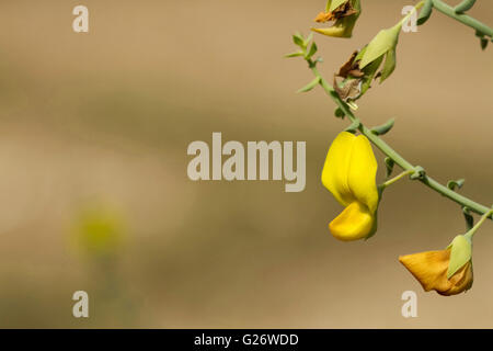 Blume der indischen Rassel im Chorla Ghats Gebiet des Mhadei Wildlife Sanctuary Stockfoto