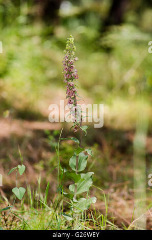 Breitblättrigen Helleborine Subspecies Epipactis Tremolsii, wilde Orchidee, Andalusien, Spanien. Stockfoto