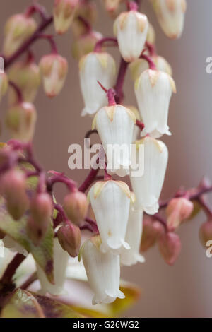 Japanese Pieris oder Andromeda (Pieris Japonica) 'Mountain Fire' Stockfoto