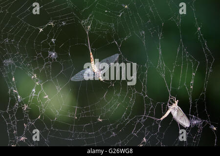 Toten Eintagsfliegen (Ephemera Vulgata) in einem beschädigten Spinnen-Netz gefangen. Stockfoto