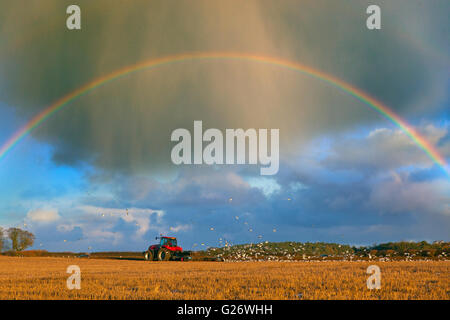 Pflügen Stoppeln mit Regenbogen Langham Norfolk Winter Stockfoto