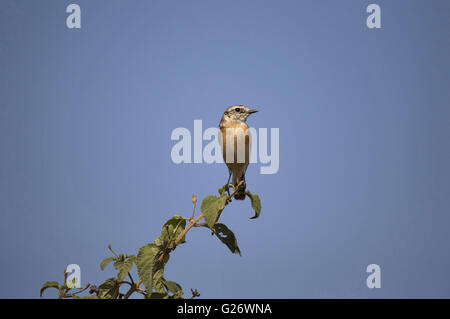 Comman, schwarzkehlchen Saxicola Torquatus, (weiblich), Pune, Maharashtra, Indien Stockfoto