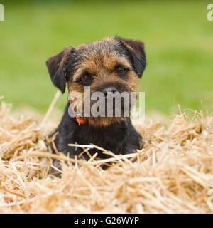 Border terrier Stockfoto