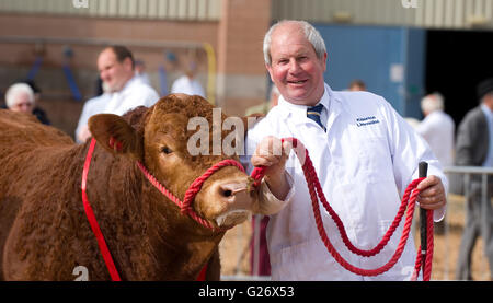 Limousin Stier bei einer show Stockfoto