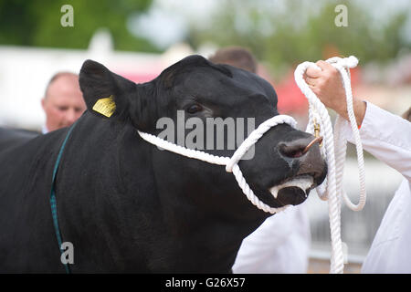 Aberdeen Angus Bull bei einer show Stockfoto