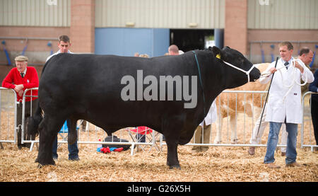 Angus-Stier an einer Viehschau Stockfoto