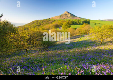 Glockenblumen in Newton Wäldern mit Nähe Belag als Kulisse Stockfoto