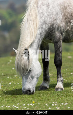 Dartmoor Pony, Haytor, Dartmoor, Devon Stockfoto