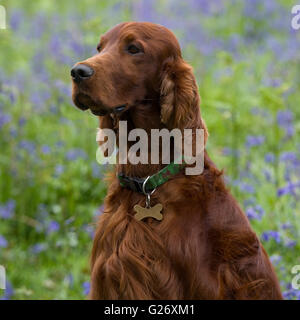 Irish Red setter Stockfoto