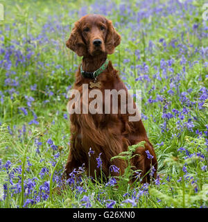 Irish Red setter Stockfoto