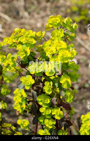 Euphorbia Amygdaloides 'Purpurea', Holz Wolfsmilch 'Purpurea' Stockfoto