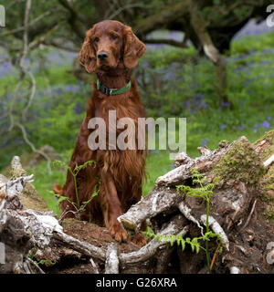 Irish Red setter Stockfoto