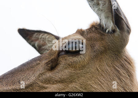 Nahaufnahme eines Hirsche Auge Stockfoto