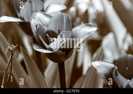 schwarz / weiß Aufnahme einer Tulpe im Frühjahr Stockfoto