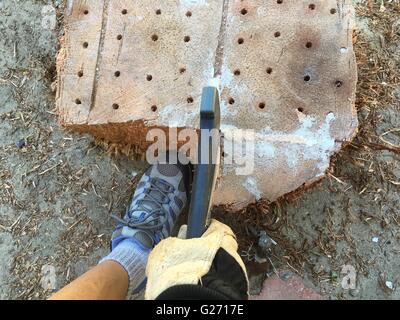 Weibchen bohrt Löcher in einem Baumstumpf Palm, füllt Löcher mit Salz, dann mit einer Hand Axt hackt. Stockfoto