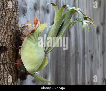 Eine angehängte Hirschhorn Farn (Platycerium Bifurcatum) Stockfoto