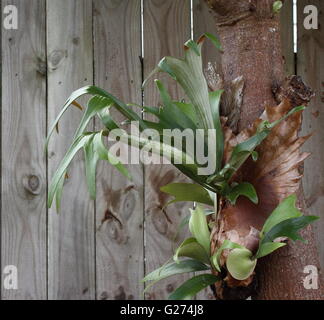 Hirschhorn-Farn (Platycerium Bifurcatum) verbreitet sich über einen Baum Stockfoto