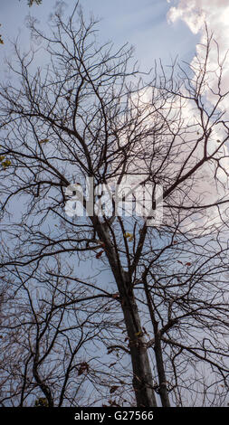 vertikale Ansicht von Baron Teak Holz Baum vor dem blauen Himmel Hintergrund mit wenigen Wolken und Sonnenstrahlen, die auf der Durchreise Stockfoto