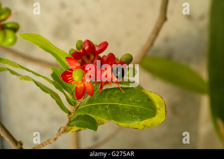 Mickey Mouse-Pflanze (Ochna Serrulata) Stockfoto