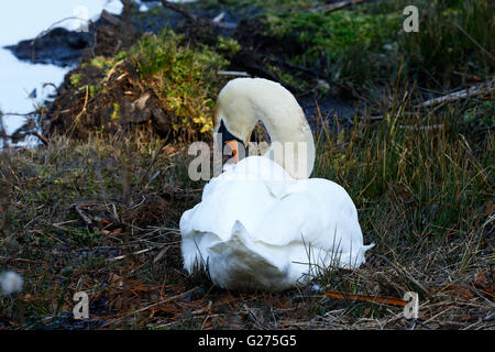 Ein weißer Höckerschwan immer bereit zu verschachteln, um jungen produzieren Signets im Frühling Stover Park Devon Stockfoto