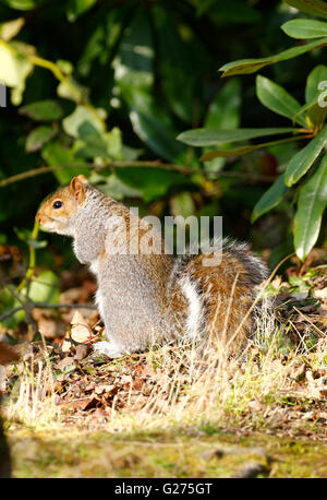 Grauhörnchen setzte sich neugierig auf seine Hinterbeine beobachtet mich Stockfoto