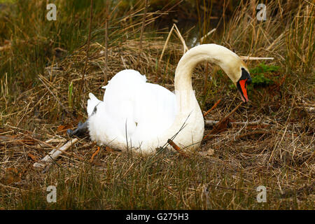 Ein weißer Höckerschwan immer bereit zu verschachteln, um jungen produzieren Signets im Frühling Stover Park Devon Stockfoto