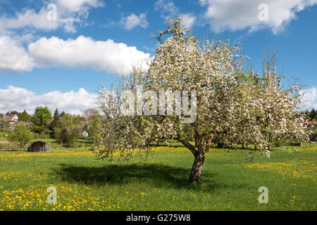Blühender Apfelbaum in einer Wiese