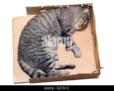 Katze schläft in einem zerrissenen Karton Stockfoto