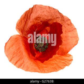 transluzente Makro Mohn Blume weißen Hintergrund isoliert Stockfoto