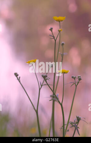 Weiche romantische wilde Butterblume Blume Anordnung Malerei Effekt Stockfoto