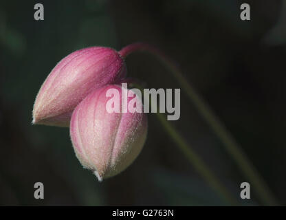 Makro zwei Clematis Blütenknospen Stockfoto