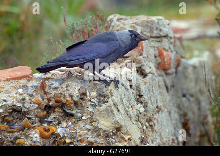 Dohle Corvus Monedula in der Nähe von Nest in verfallenen Bauernhof Scheune Stockfoto