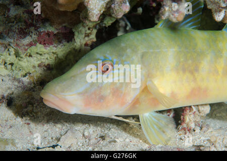 Porträt des goldenen Goatfish, helle Goatfish, Gold-Sattel Goatfish, Goldspot Goatfish oder Goldsaddle goatfish Stockfoto