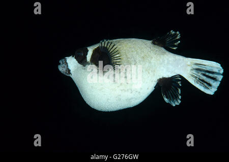 Maskierte Kugelfisch (Arothron Diadematus) Nacht Tauchen, Rotes Meer, Egipt, Afrika Stockfoto