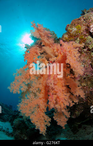 Weiche Koralle (Dendronephthya sp) Rotes Meer, Ägypten, Afrika Stockfoto