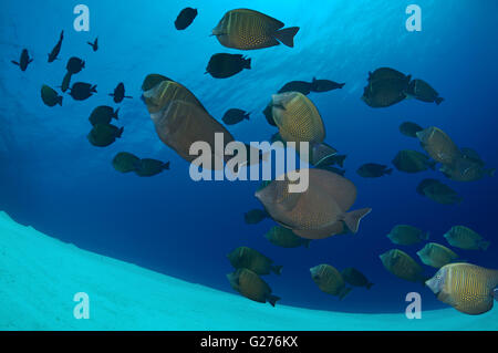 Schule der Fische Rotes Meer Segelkärpflinge Tang, indische Segelkärpflinge Tang oder Desjardins Segelkärpflinge Tang (Zebrasoma Desjardinii) Stockfoto