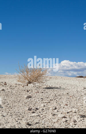 Trockene Wüsten-Beifuß (Artemisia Californica) - Pflanzen Mojave-Wüste, Kalifornien USA Stockfoto