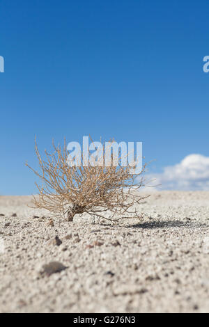 Trockene Wüsten-Beifuß (Artemisia Californica) - Pflanzen Mojave-Wüste, Kalifornien USA Stockfoto