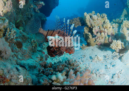 Gemeinsamen Rotfeuerfische, Teufel Firefish, Soldat Rotfeuerfische, indische Turkeyfish oder Meile Feuer Fisch (Pterois Miles) Stockfoto