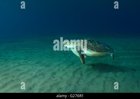 Grüne Meeresschildkröte, Ostpazifik grüne Schildkröte, Turtle Soup oder schwarze Meeresschildkröte (Chelonia Mydas) schwimmen über sandigem Grund Stockfoto